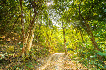 Into the summer forest.5