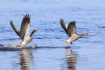 greylag goose spring day