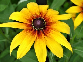 Yellow rudbeckia macro
