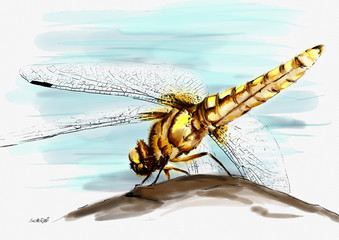 Libelle