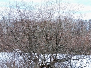 trees in early spring