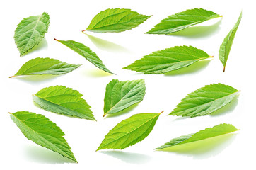 Collection of isolated similar leaves with shadows