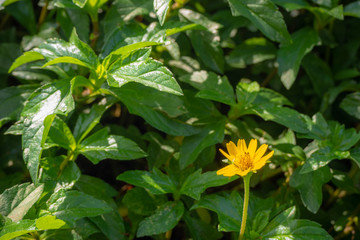 Cute yellow chrysanthemum flower on fresh green leaf background in city center park