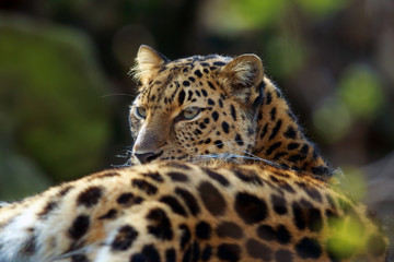 Fototapeta na wymiar The Amur leopard (Panthera pardus orientalis), portrait of the leopard female.