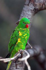 The scaly-breasted lorikeet (Trichoglossus chlorolepidotus) sitting on the branch in the forest. Green parrot on the branch with dark background.