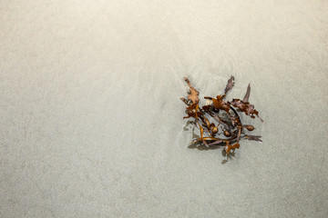seaweed on beach sand