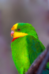 The superb parrot (Polytelis swainsonii), also known as Barraband's parrot, Barraband's parakeet, or green leek parrot, portrait. Portait of the green australian parrot with brown background.