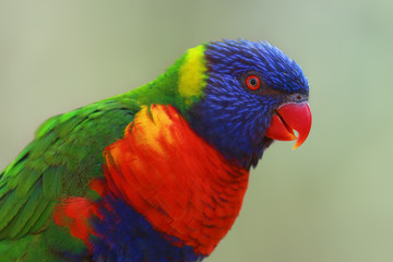 The rainbow lorikeet (Trichoglossus moluccanus) sitting on the branch. Extremely colored parrot on a branch with a green background.
