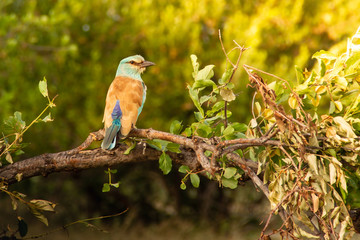 European Roller