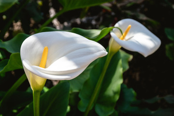 Elegant calla flowers blooming in a shadow