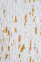 Wood texture background, natural tree