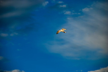 Elegant Tern (Thalasseus elegans)