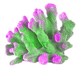 coral isolated on white background © Dmitry