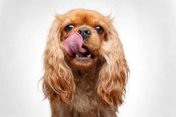studio shot of Cavalier King Charles Spaniel leacks his cheek isolated on white