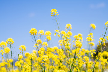 Obraz premium 春の青空と菜の花