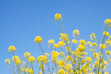 春の青空と菜の花