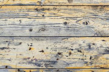 Wood texture background, natural tree