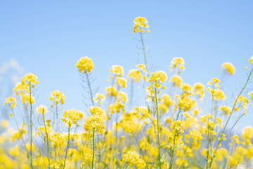 春の青空と菜の花