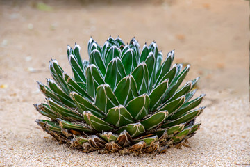 Sukulent agave victoriae growing in white sand closeup