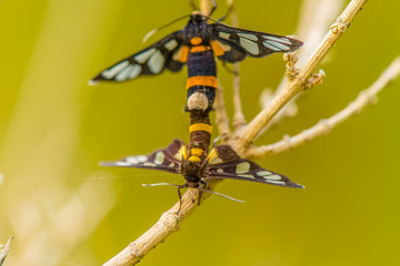 The life of the animal world.3