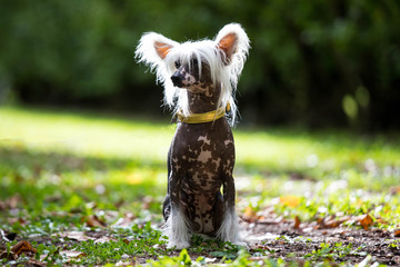 cute small papillon at the park