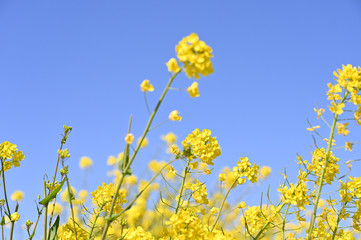 Obraz premium 春の青空と菜の花畑