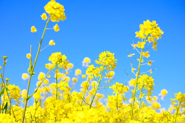 春の青空と菜の花畑