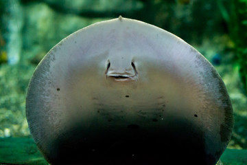 marine life of the underwater world, not necessarily dive, you can go to the aquarium