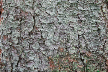 Texture bark of a tree