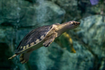 marine life of the underwater world, not necessarily dive, you can go to the aquarium