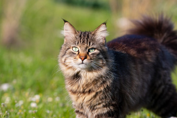 Naklejka na ściany i meble longhair domestic cat on in grass and daisies
