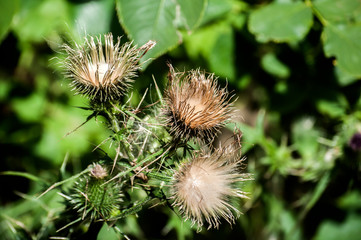 A beautiful color of blooming head donkey thistle closeup as natural floral background
