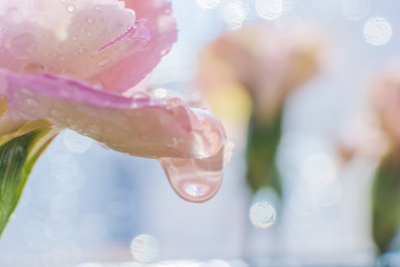 Water droplets on the petals of a pink flower in bright sunlight. Color-rich macro photography. The...
