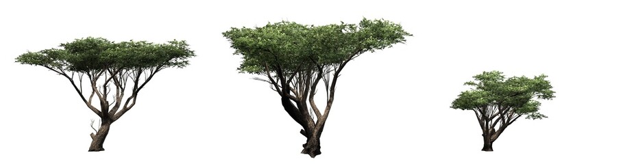Set of Acacia trees - isolated on white background