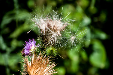 A beautiful color of blooming head donkey thistle closeup as natural floral background