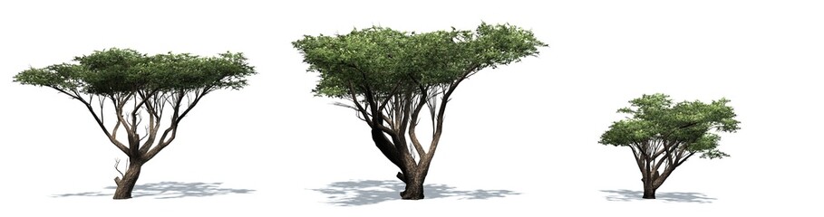 Set of Acacia trees with shadow on the floor - isolated on white background