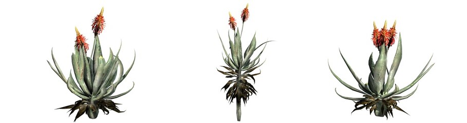 Set of Aloe Vera plants - isolated on a white background