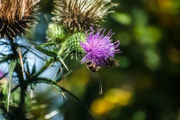 A beautiful color of blooming head donkey thistle with bee on it closeup as natural background