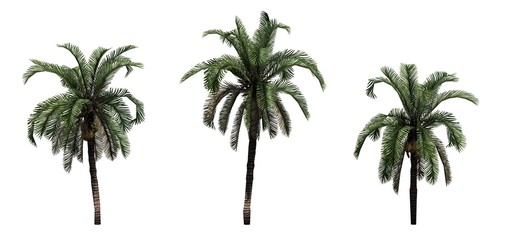 Set of Date Palm trees - isolated on white background