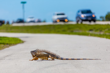 Iguana at road