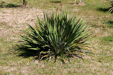 Naklejka na ściany i meble Bush made of Yucca perennial tree plant with partially dried leaves growing in local garden surrounded with grass and other plants in background on warm sunny spring day