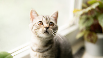 Lovable scottish fold cat window plant happy