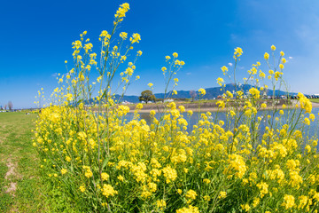 春の遠賀川と菜の花畑