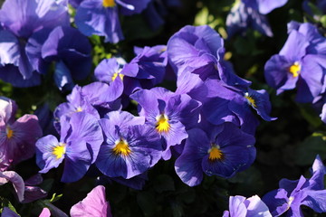 Dark blue Wild pansy or Viola tricolor or Johnny jump up or Heartsease or Hearts ease or Hearts delight or Tickle my fancy or Jack jump up and kiss me or Come and cuddle me or Three faces in a hood or