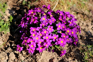 Dark pink Primrose or Primula vulgaris or Common primrose or English primrose small flowers with yellow center and thick dark green leaves surrounded with dry soil and other plants growing in local ga