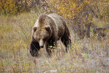 Grizzly bear in wilderness in north America