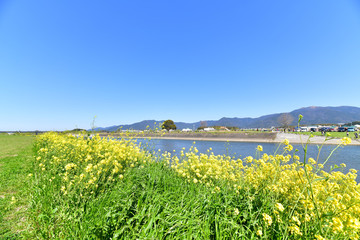 Fototapeta na wymiar 春の遠賀川と菜の花畑