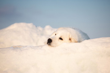 Beautiful and sad maremmano abruzzese dog lying on ice floe and snow on the frozen sea background.