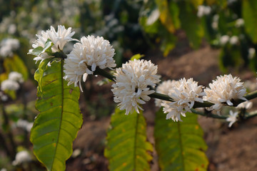 White coffee flower blossoming 