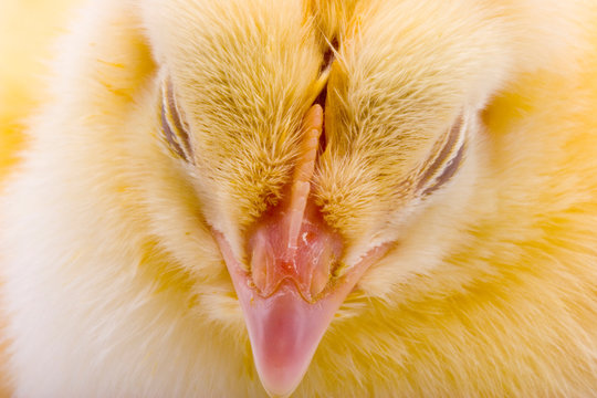 Little yellow chick